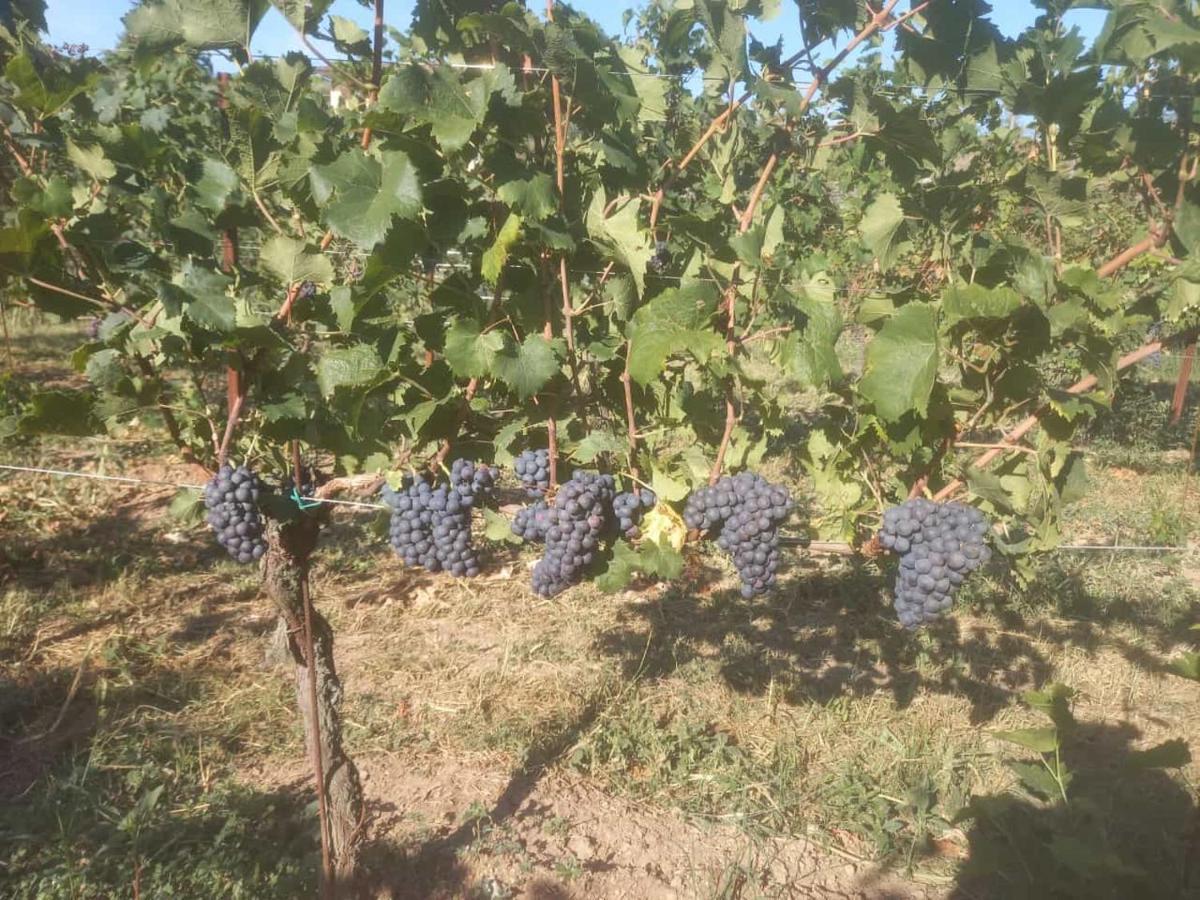 Agriturismo Fioralba Polpenazze del Garda Ngoại thất bức ảnh